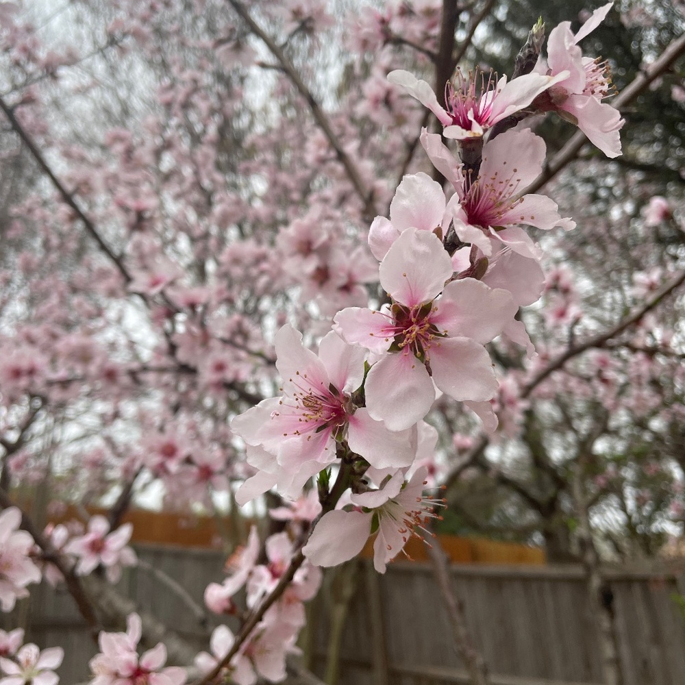 Meet your Posher, Janellen